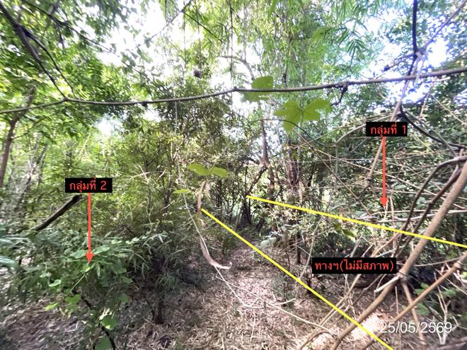 รูป ที่ดินว่างเปล่า 2134.8 ตร.วา วิเชียรบุรี เพชรบูรณ์ 5.6M - รูปที่ 6/30