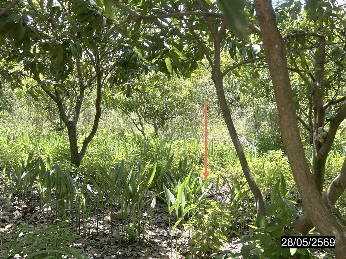 รูป ที่ดินว่างเปล่า 188 ตร.วา หนองกุงศรี กาฬสินธุ์ 621,000 - รูปที่ 11/20
