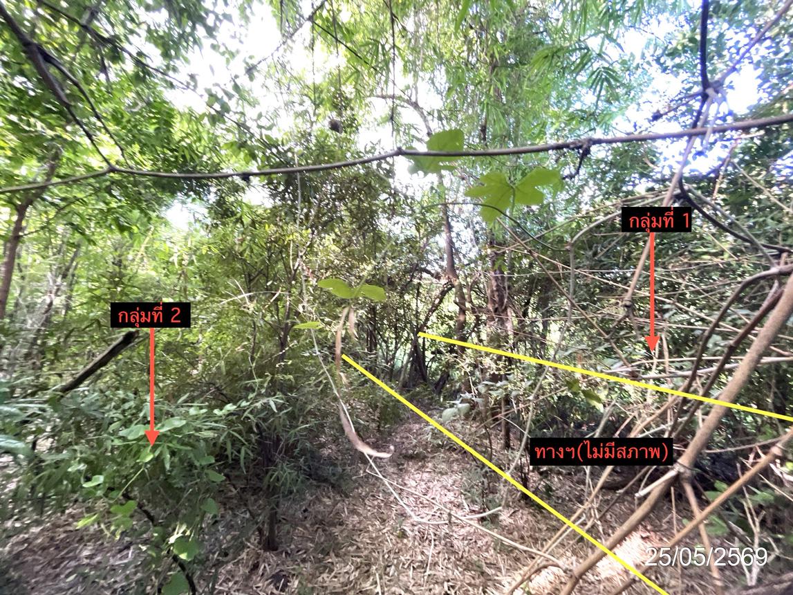 รูป ที่ดินว่างเปล่า 2134.8 ตร.วา วิเชียรบุรี เพชรบูรณ์ 5.6M - รูปที่ 19/30
