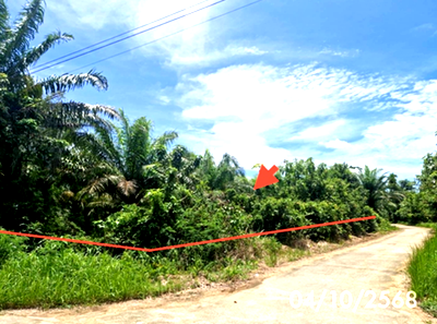 Land for sale Palian Trang : LAND 1323 Sq.w. Palian Trang for 1.3M