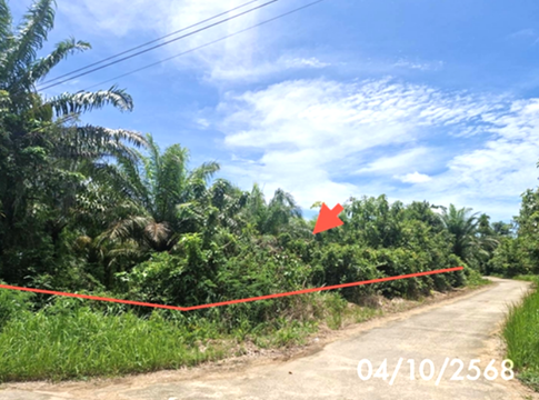 ที่ดินว่างเปล่า 1323 ตร.วา ปะเหลียน ตรัง 1.3M