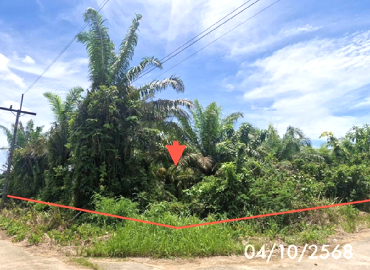 รูป ที่ดินว่างเปล่า 1323 ตร.วา ปะเหลียน ตรัง 1.3M - รูปที่ 10/19