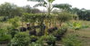 listing thumbnail image 12