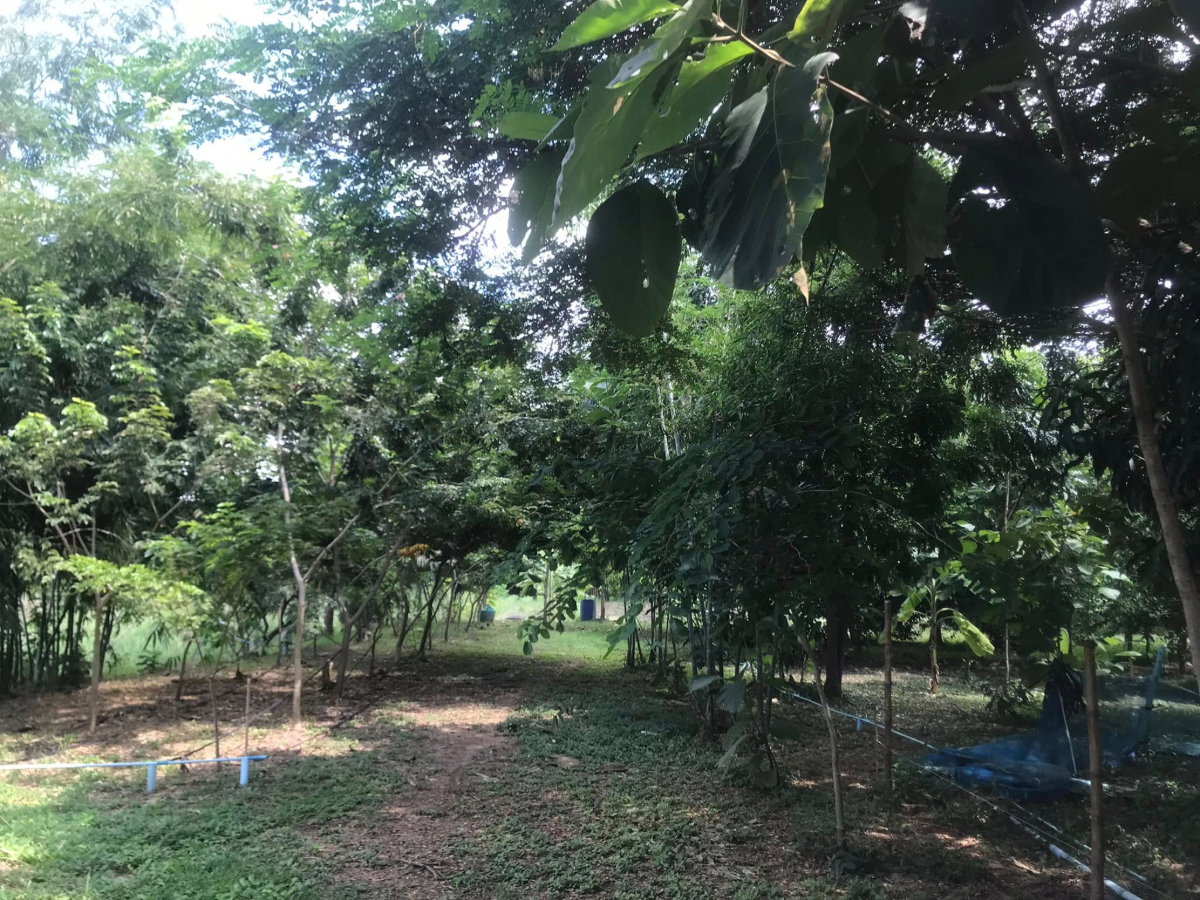 picture Land for Sale with Former Restaurant Building and Agricultural Garden - 7/14