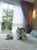 listing thumbnail image 15