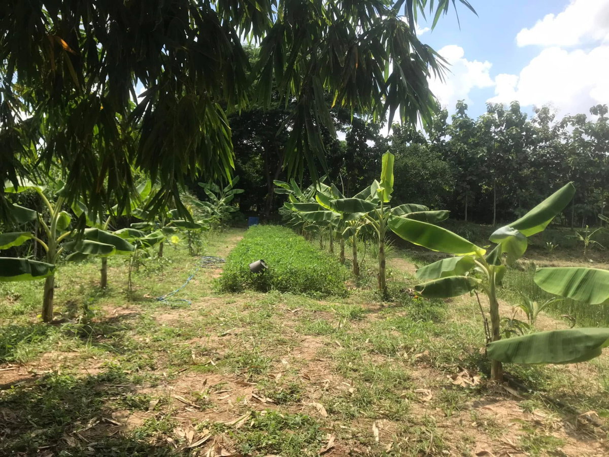 picture Land for Sale with Former Restaurant Building and Agricultural Garden - 10/14