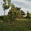listing thumbnail image 11