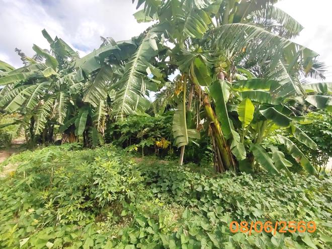 picture LAND 77 Sq.w. Khlong Thom Krabi for 616,000 - 4/14