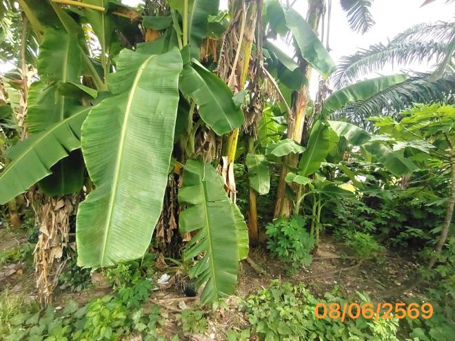 picture LAND 77 Sq.w. Khlong Thom Krabi for 616,000 - 5/14