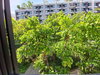 listing thumbnail image 14