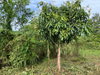 listing thumbnail image 18
