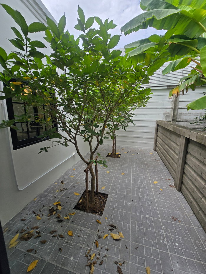 รูป Habitia Motif ฮาบิเทีย โมทิฟ บ้านเดี่ยวหลังใหญ่ กว้างมาก แต่งใหม่ มีบ่อปลาคราฟท์ เฟอร์นิเจอร์สวยพร้อมอยู่ - รูปที่ 40/59