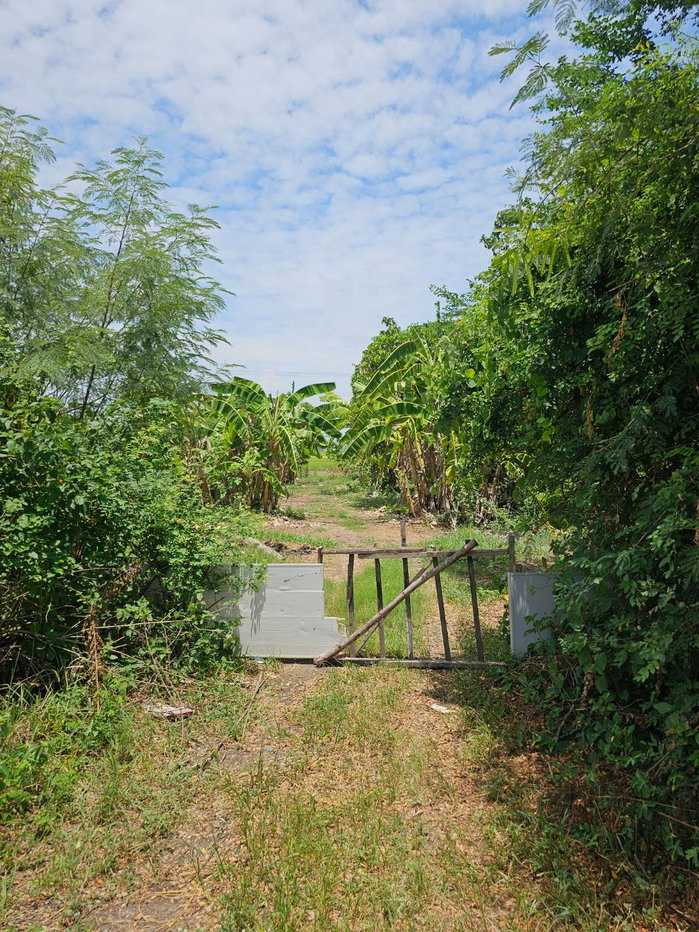picture Land For Lease 500 Sq.Wah ***only 1,000 THB/mo.*** in Bangbuathong  - 6/6