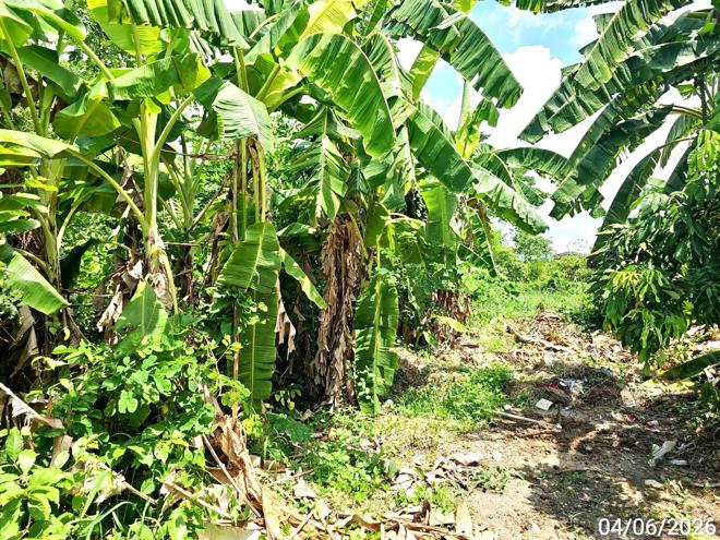 picture LAND 3912.5 Sq.w. Bang Rakam Phitsanulok for 1.8M - 7/18