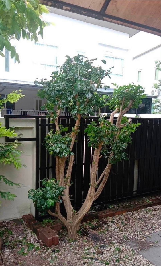 รูป ให้เช่าบ้านแฝด ม.คาซ่าแกรนด์ สวนเสือ ศรีราชา - รูปที่ 6/8