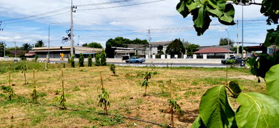 Land for rent : LAND FOR RENT 100 Square wah  land next to the road