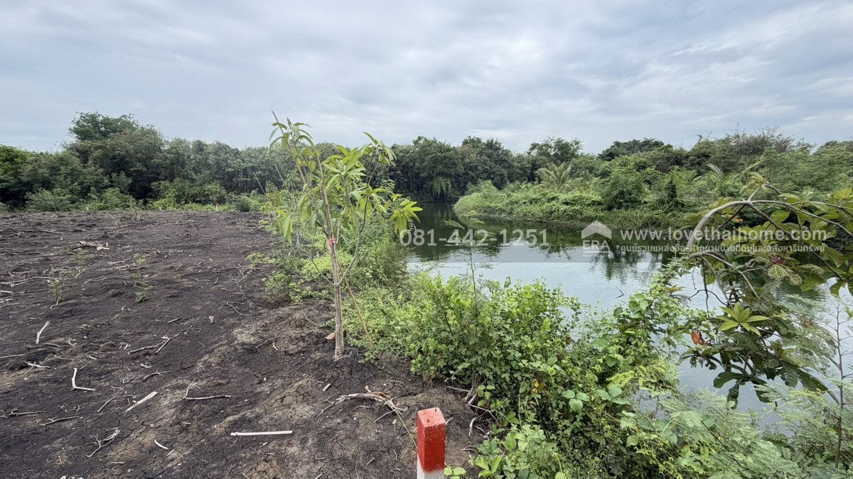 รูป ขายที่ดิน หมู่บ้านกฤษดานคร 26 ถนนบรมราชชนนี อ.นครชัยศรี จ.นครปฐม พื้นที่ 411 ตรว. ต่ำกว่าราคาประเมินกรมที่ดิน! ราคา 15,000 บาท/ตรว.ใกล้โพเมโลกอล์ฟคลับ - รูปที่ 4/5