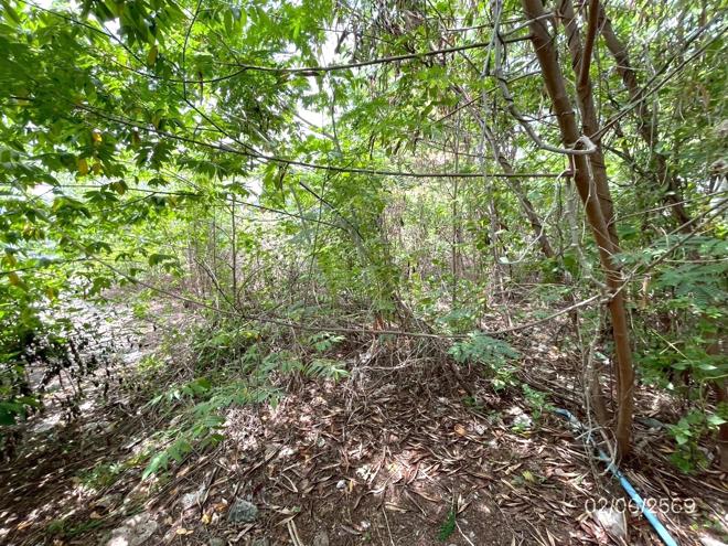 picture LAND 150 Sq.w. Lat Krabang Bangkok for 7.2M - 13/34