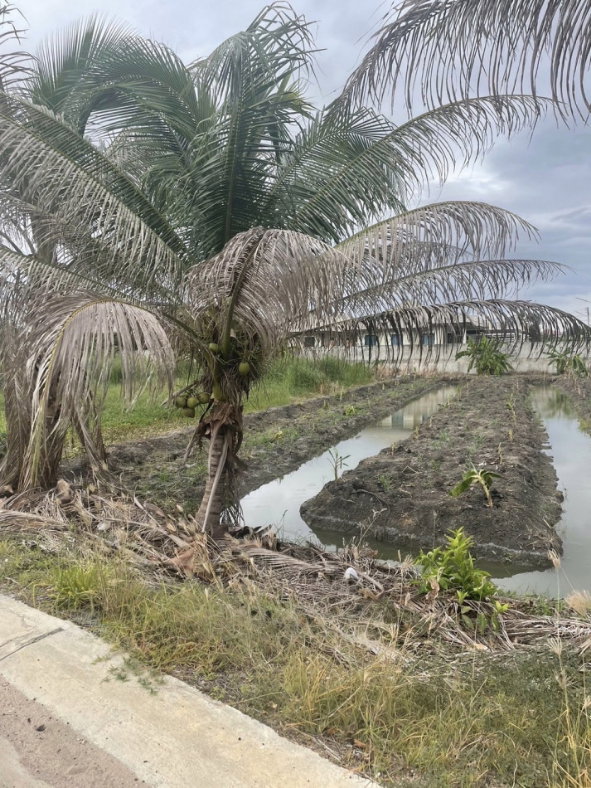 picture Urgent sale of a beautiful land plot, 2 rai 23 square wah, in Khlong Mai, Sam Phran, Nakhon Pathom. - 5/6