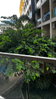 listing thumbnail image 10