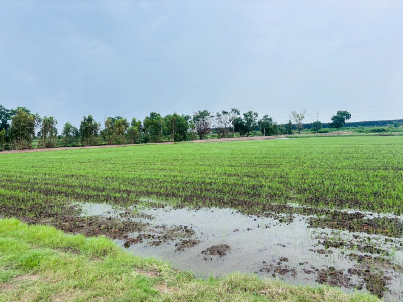 รูป ขาย ที่ดิน จ.ฉะเชิงเทรา อ.บางคล้า 30 ไร่ 3 งาน 44 ตรว - รูปที่ 2/7