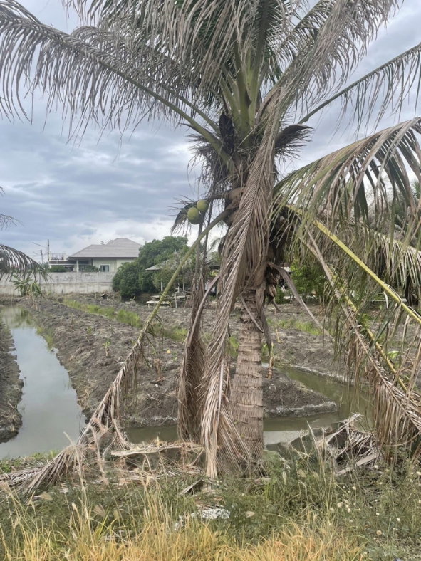 picture Urgent sale of a beautiful land plot, 2 rai 23 square wah, in Khlong Mai, Sam Phran, Nakhon Pathom. - 4/6