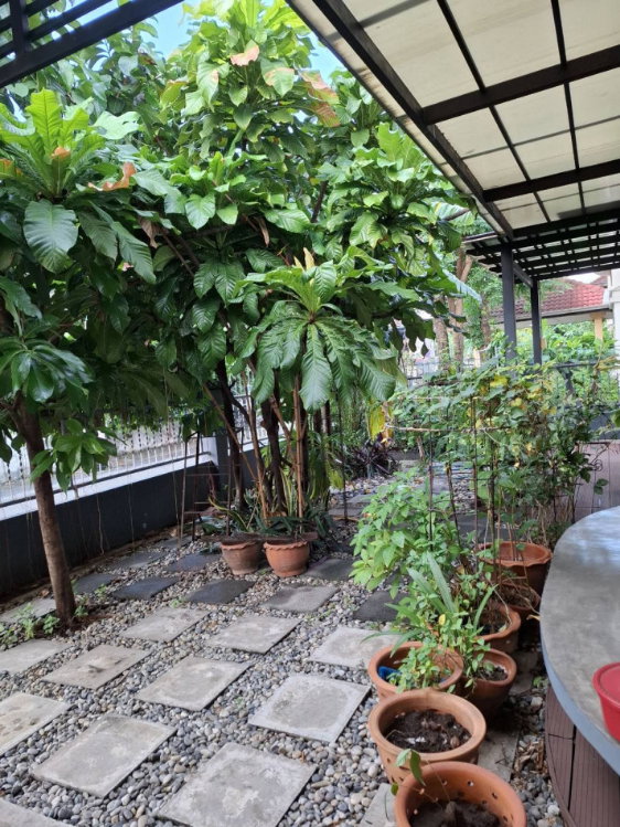 รูป ขายบ้านเดี่ยวรีโนเวทใหม่ พร้อมอยู่ หมู่บ้านมงคลทิพย์ รามอินทรา 34 ใกล้รถไฟฟ้าสายสีชมพู - รูปที่ 11/11