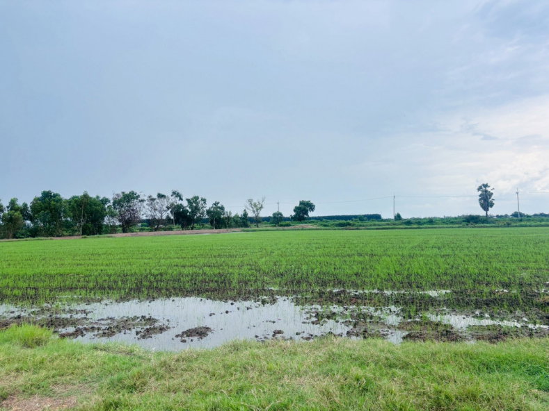 รูป ขาย ที่ดิน จ.ฉะเชิงเทรา อ.บางคล้า 30 ไร่ 3 งาน 44 ตรว - รูปที่ 3/7