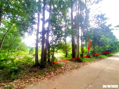 ที่ดินว่างเปล่า 604 ตร.วา เซกา บึงกาฬ 1.5M