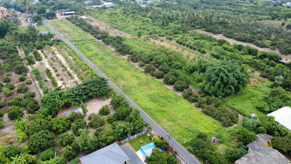 รูป ขายที่ดิน สวนลำไยพัฒนาแล้ว ติดถนนดำ อำเภอเมืองลำพูน แบ่งขายได้ - รูปที่ 5/5