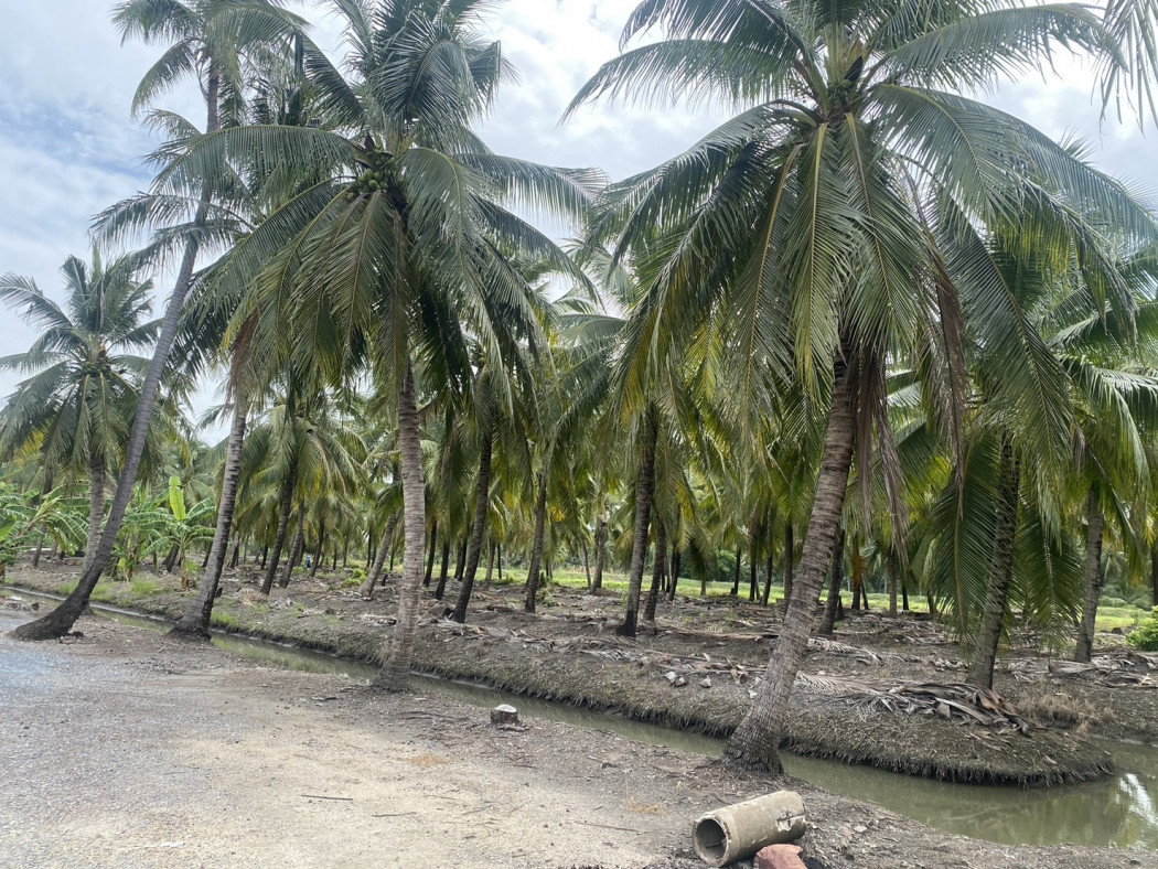 รูป ขาย ที่ดิน 5 ไร่ เหมาะสำหรับทำการเกษตรและปลูกบ้าน คลองใหม่สามพรานนครปฐมที่สวยมาก - รูปที่ 5/10