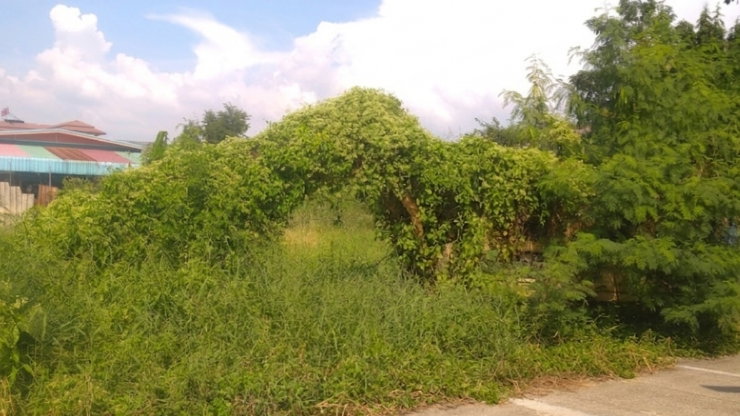 รูป ขายที่ดิน 1งาน ซอยสุสวาท 16 ลำลูกกา - รูปที่ 4/5