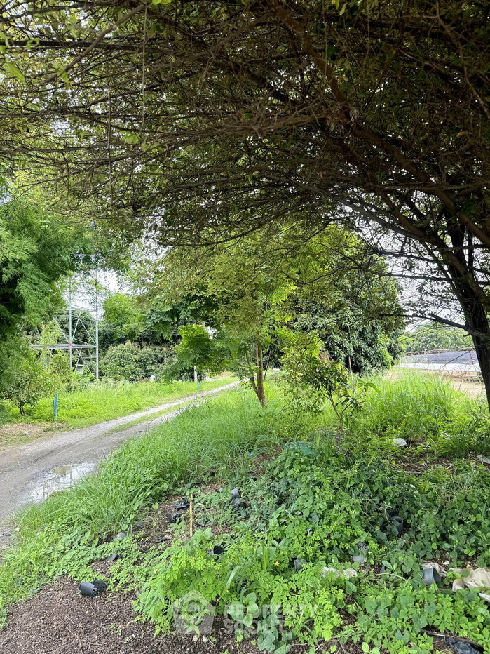 picture For sale Land Plot In Mae Faek Mai, San Sai, Chiang Mai 📍 (ID 3151644) - 4/11