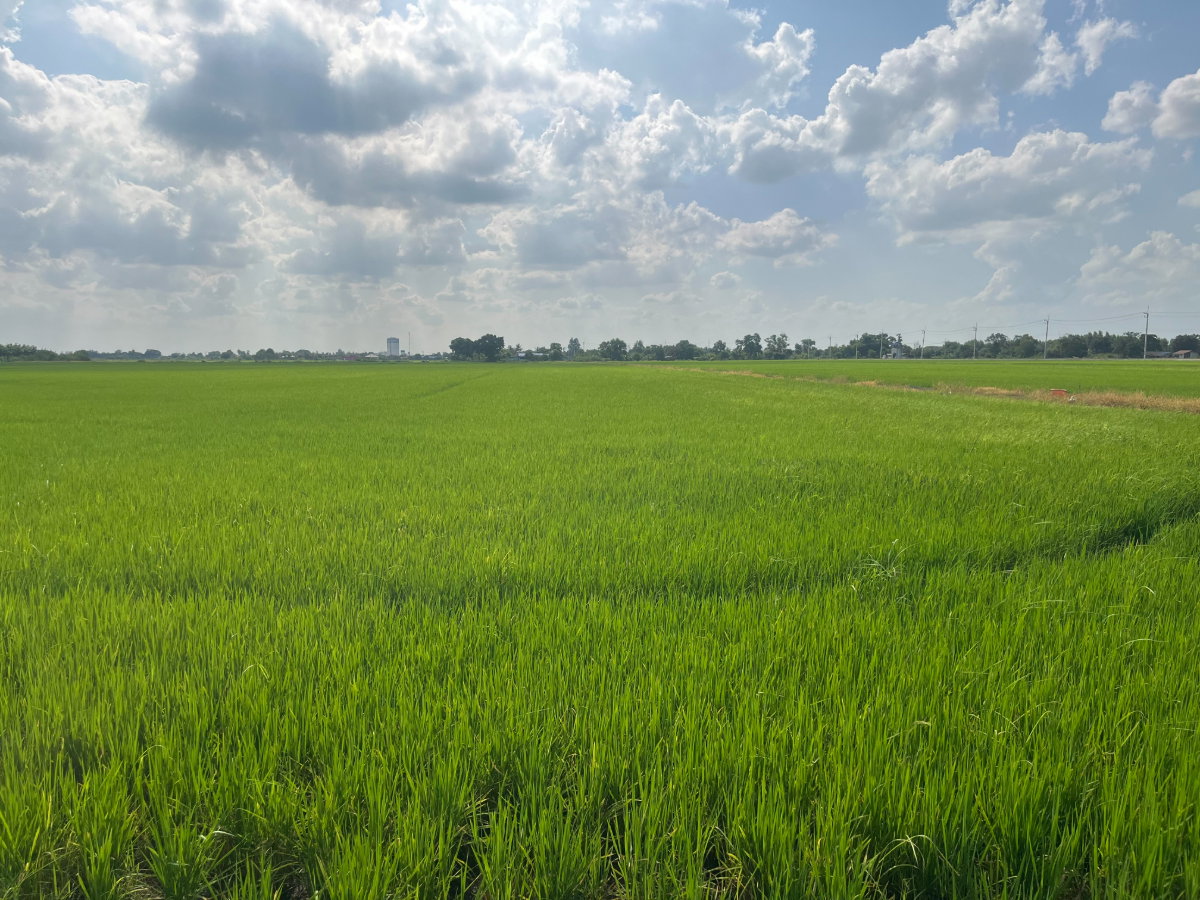 รูป ขายที่ดินเปล่า คลองเปรง 25 ไร่ 312 ตรว อำเภอเมืองฉะเซิงเทรา ทำเลศักยภาพ ใกล้กรุงเทพฯ และพื้นที่ EEC - รูปที่ 7/10