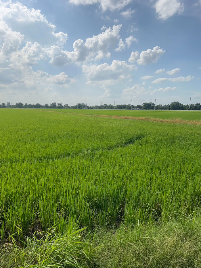 รูป ขายที่ดินเปล่า คลองเปรง 25 ไร่ 312 ตรว อำเภอเมืองฉะเซิงเทรา ทำเลศักยภาพ ใกล้กรุงเทพฯ และพื้นที่ EEC - รูปที่ 9/10