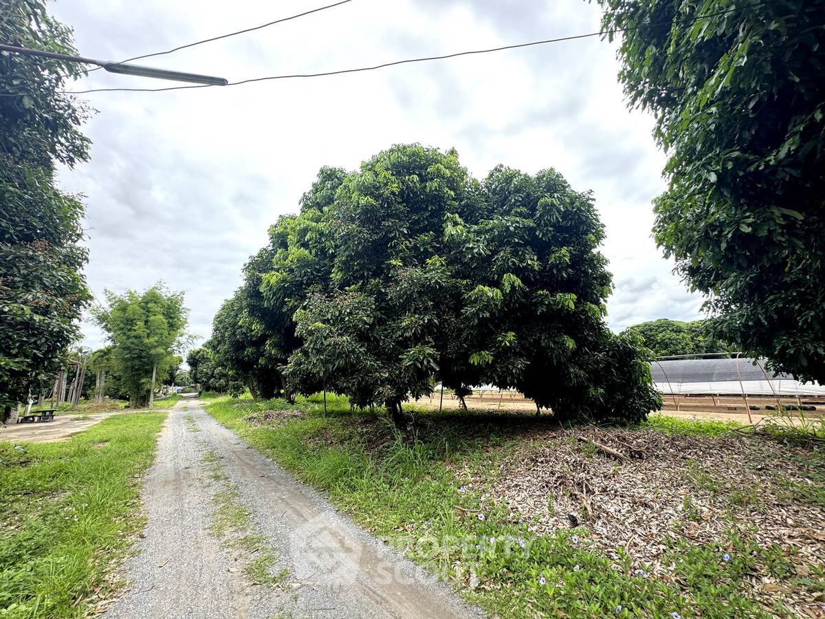 picture For sale Land Plot In Mae Faek Mai, San Sai, Chiang Mai 📍 (ID 3151644) - 2/11