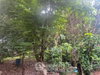 listing thumbnail image 4