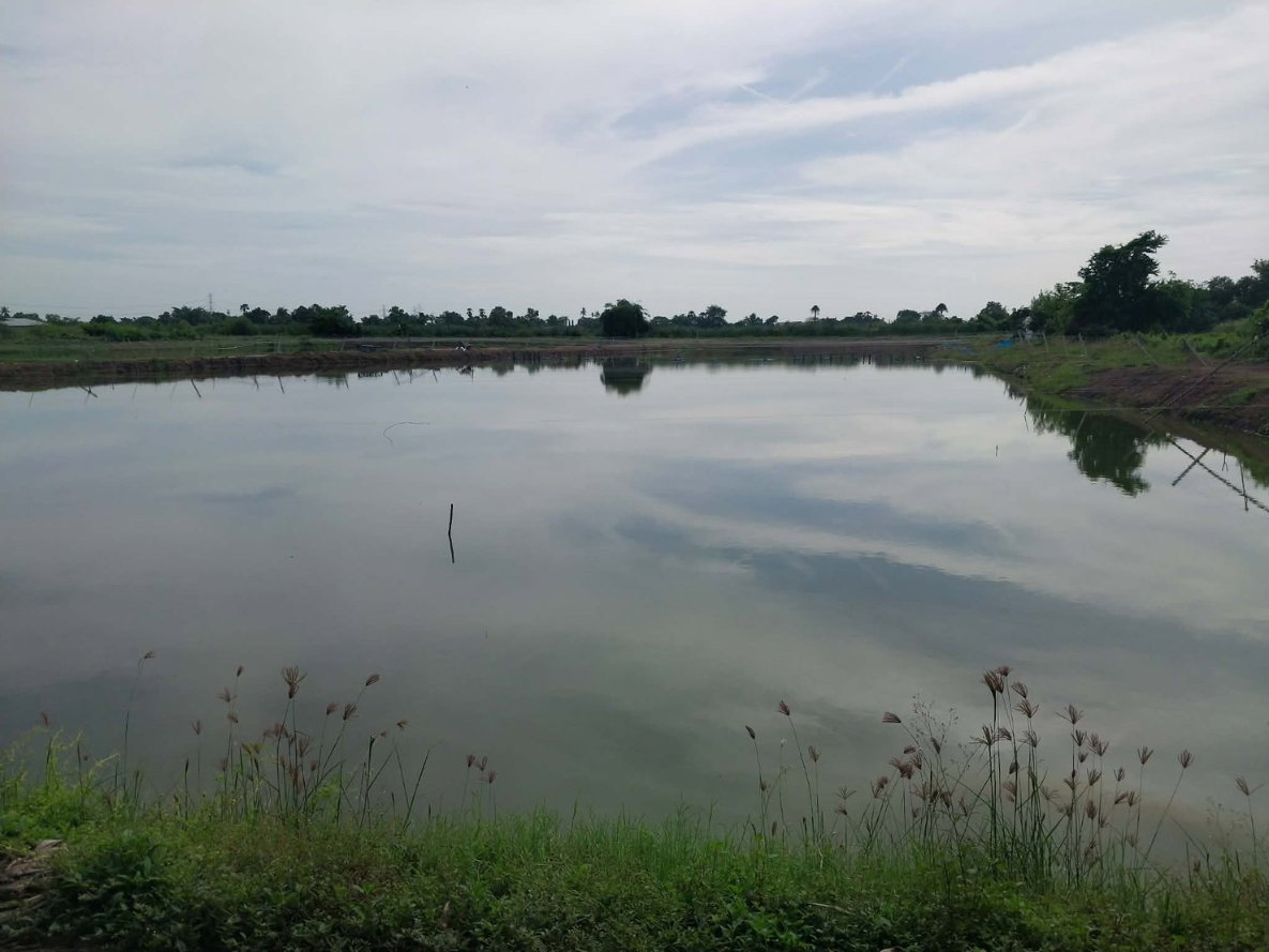 รูป ขายที่ดินบ่อกุ้ง ขนาด 8 ไร่ 2 งาน 56 ตร.วา อำเภอดอนตูม จังหวัดนครปฐม - รูปที่ 3/8