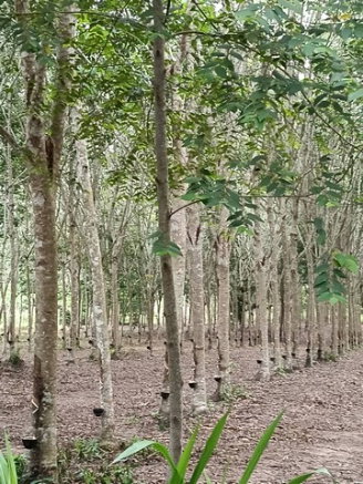 รูป ตื่นมา...เงินก็เข้าบัญชีแล้ว ขายบ้านเดี่ยวพร้อมสวนยาง 8 ปี สร้างรายได้ประมาณ 30,000 บาท/เดือน บนที่ดินเกือบ 9 ไร่ ในอำเภอแกลง จังหวัดระยอง  - รูปที่ 6/8