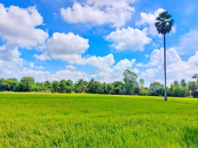 รูป ที่ดิน 1 ไร่ ให้เช่าในสีคิ้ว บ้านไทย โคราช กลางวิวทุ่ง 300ตร.ม. ให้เช่า สไตล์Cafe 4นอน นครราชสิมา วัดนักบุญยอแซฟ บ้านหัน 7-11 4น้ำ - รูปที่ 8/8
