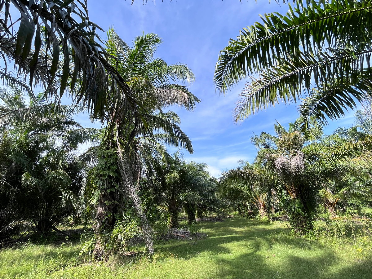 รูป ขาย ที่ดินทำเลสวยกึ่งบ้านสวน 3 ไร่กว่า ต.ตลิ่งชัน อ.เหนือคลอง จ.กระบี่ - รูปที่ 7/9