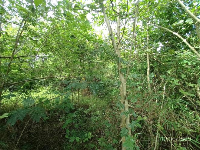 picture HOME 461 Sq.w. Ranot Songkhla for 692,000 - 4/20