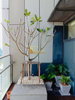 listing thumbnail image 8