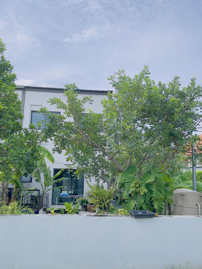 picture V Compound Tiwanon-Rangsit   House For Sale / Line : @mintocondo - 2/21