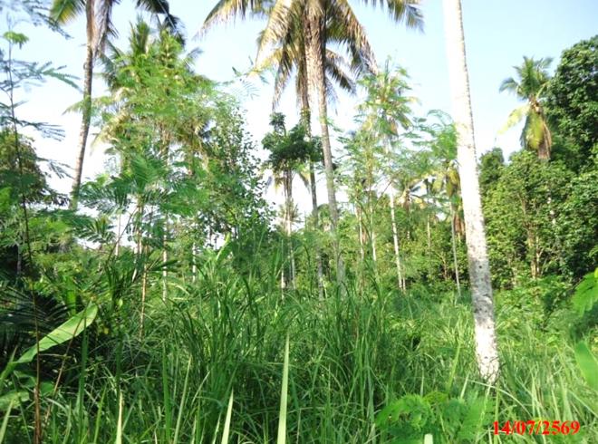 picture LAND 2280.4 Sq.w. Ruso Narathiwat for 1.4M - 5/14