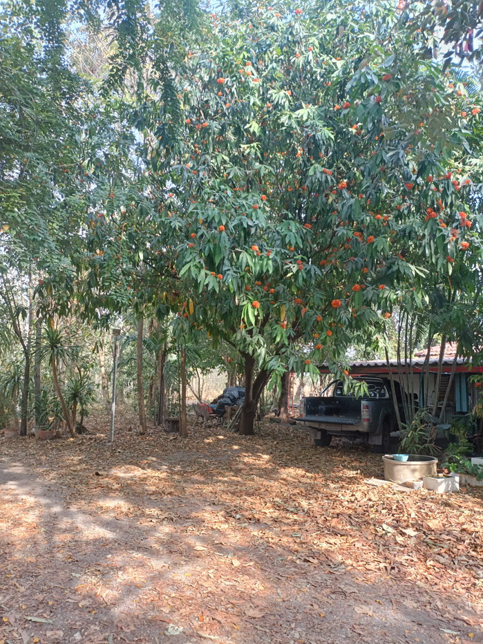 รูป ขายที่ดิน5ไร่2 งาน 69 ตรว  ฟรีบ้านเดี่ยวชั้นเดียว1 หลัง - รูปที่ 4/47