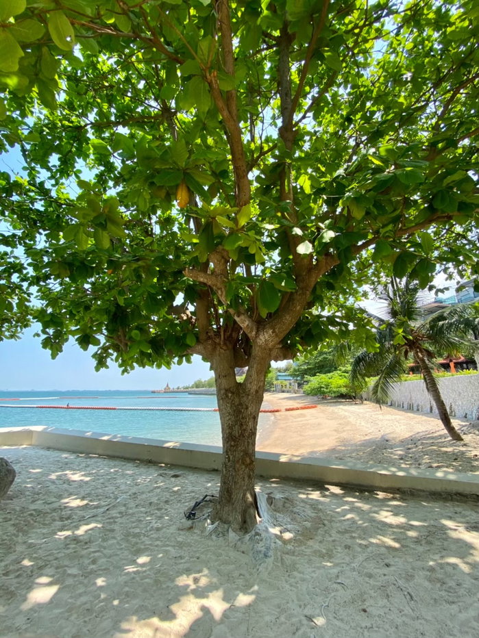 picture Condominium 1 bedroom Pattaya Private beach, Sea view - 91/115