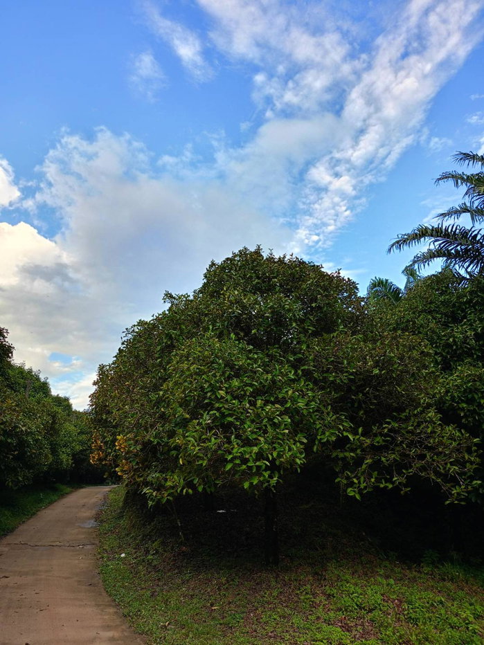 picture 42 Rai Freehold Orchard for Sale in Ranong  Productive Farm with Continuous Orchard Area | Year-Round Natural Water泰国拉廊府42莱地契果园出售｜成熟经营果园｜全年天然水源｜适合农业投资 - 1/4