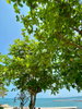 listing thumbnail image 93