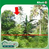 picture LAND 2280.4 Sq.w. Ruso Narathiwat for 1.4M - 12/14